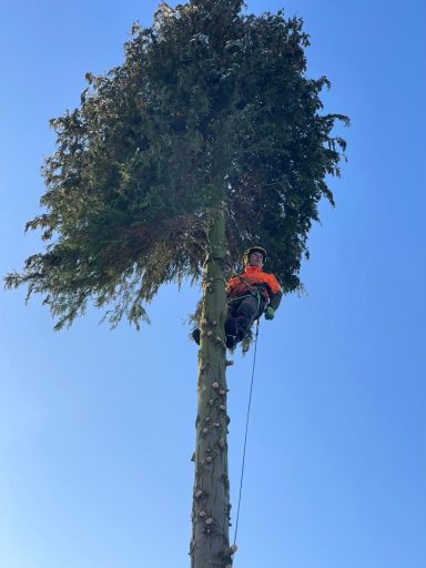 Ein Baumkletterer in orangeem Outfit steigt einen hohen Baum hinauf.