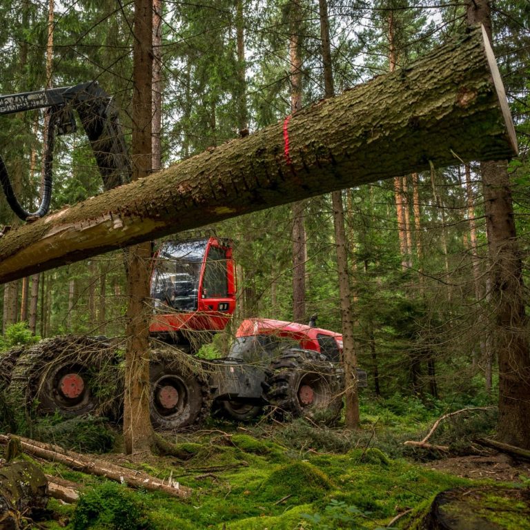 Holz schneiden Ein Holzerntefahrzeug schneidet einen Baum im Wald ab, umgeben von grünen Bäumen.