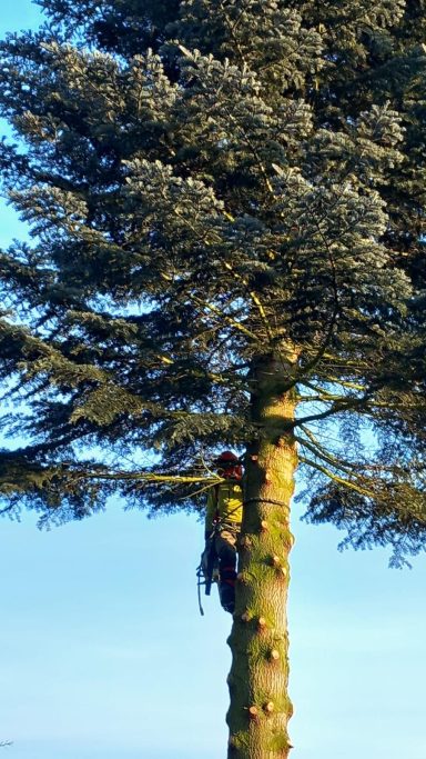 Eine Person klettert einen hohen Baum mit grünen Nadeln hinauf.