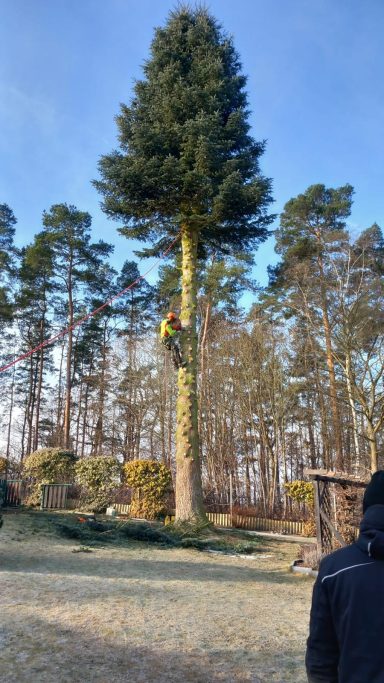 Eine Person klettert auf einen hohen Nadelbaum in einem Waldgebiet.