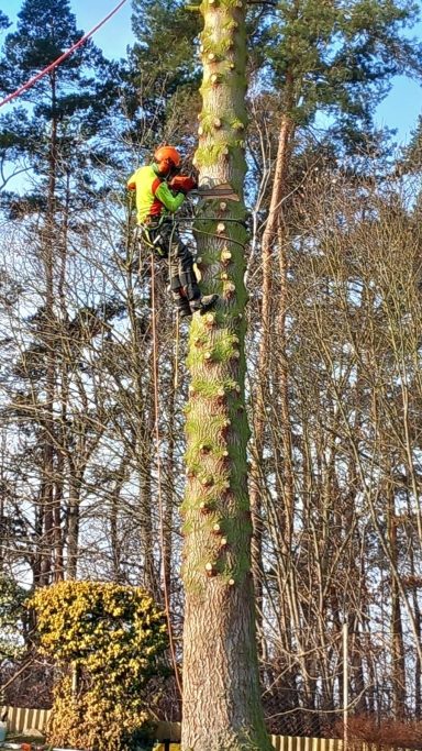 Kletternde Person in Schutzkleidung an einem hohen Baum.