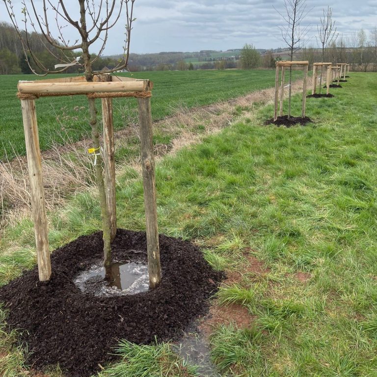 Baumpflanzung in Thüringen, Berga/Wünschendorf Junge Bäume mit Holzstützen in einer Wiese, umgeben von Mulch.