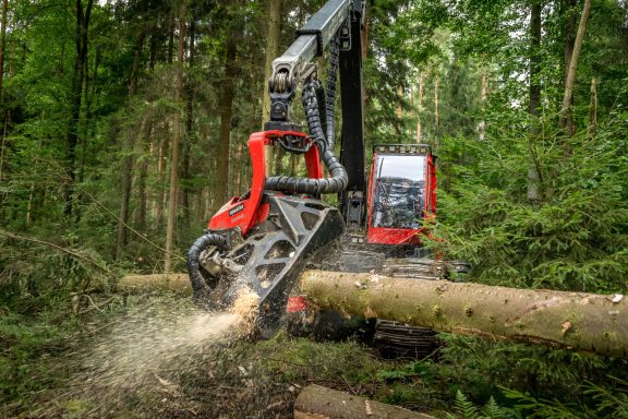 Holzernter schneidet einen Baumstamm in einem Waldgebiet.